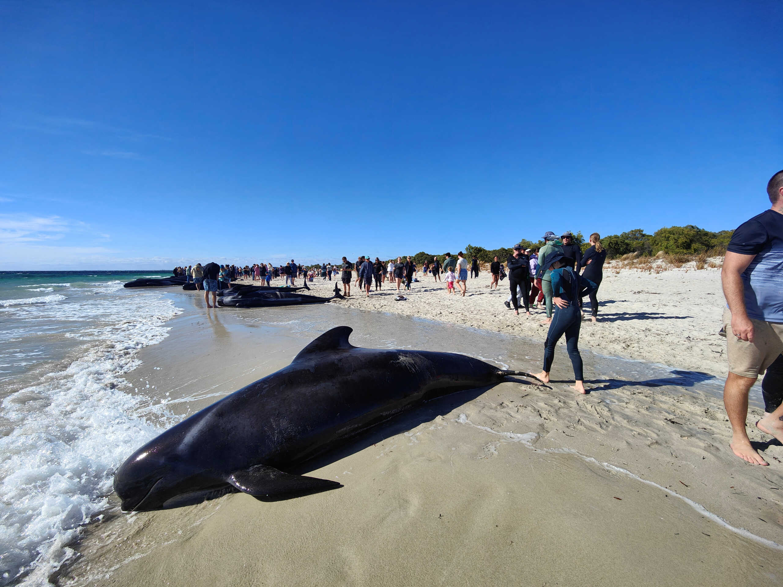 delfinia australia reuters scaled.jpg