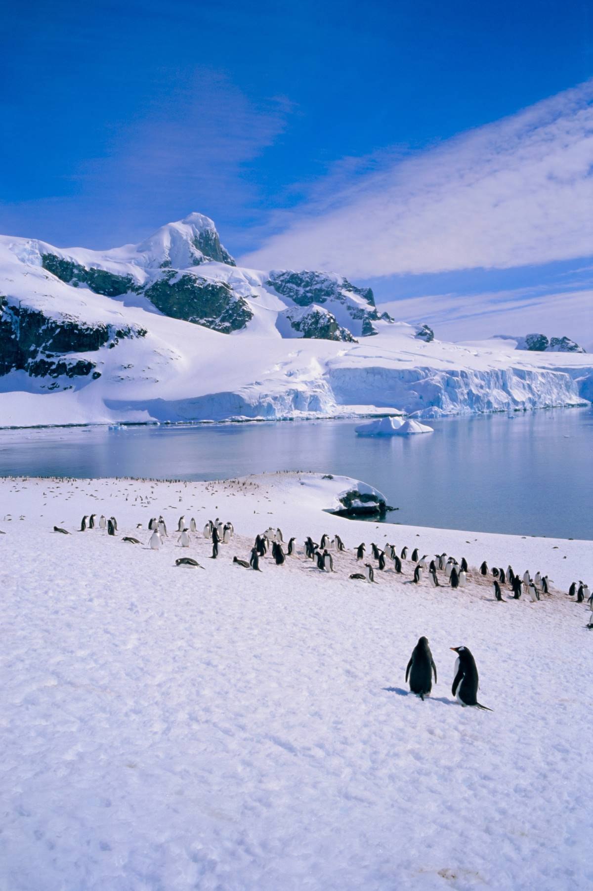antarctic sh 6.jpg