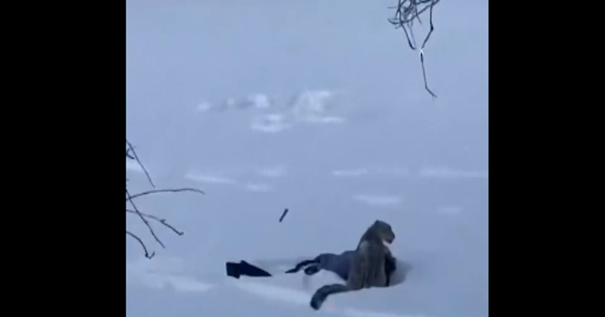 leopard china 27012026 1200x630.jpg