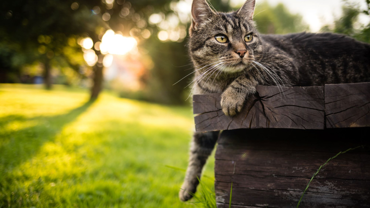 shutterstock gata.jpg