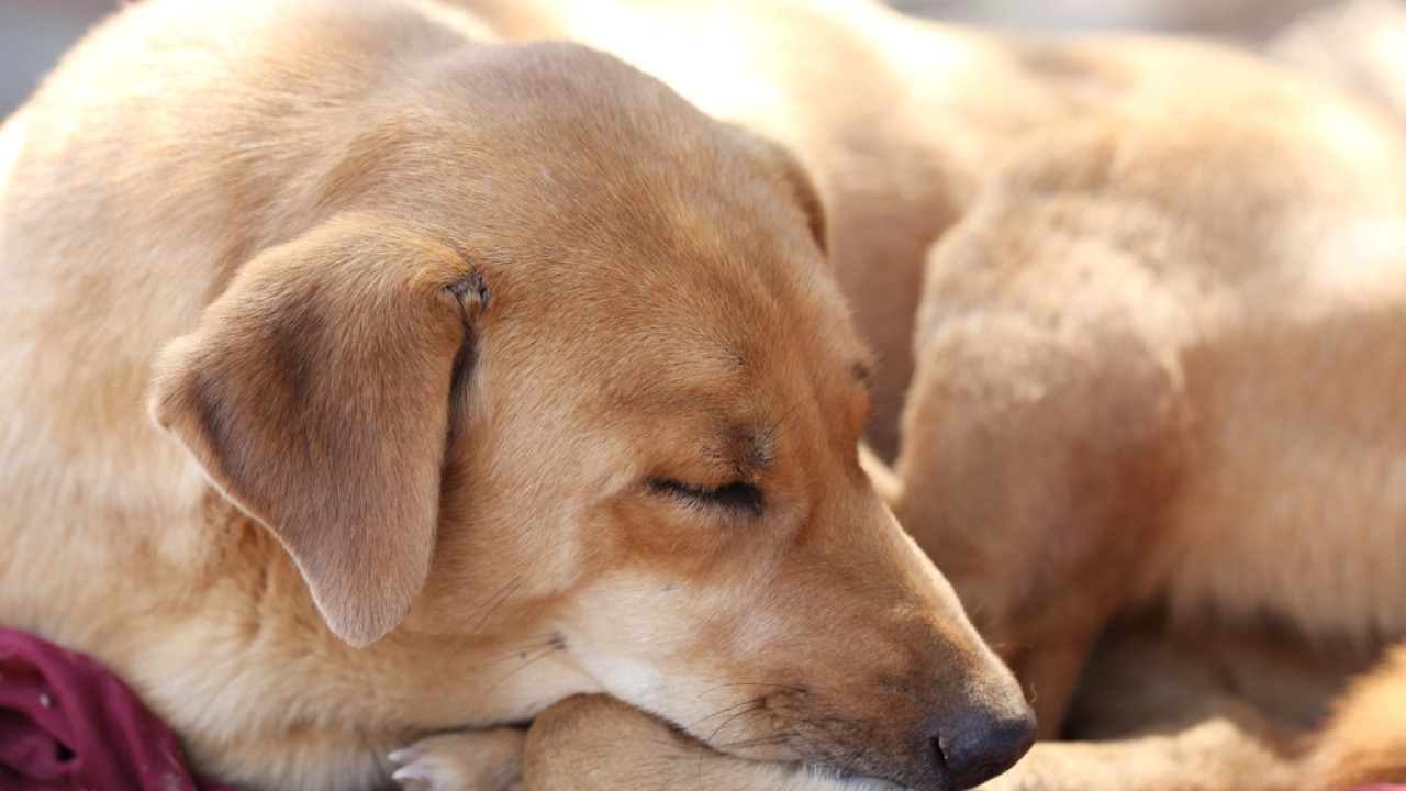 shutterstock skilos 3e4d92.jpg