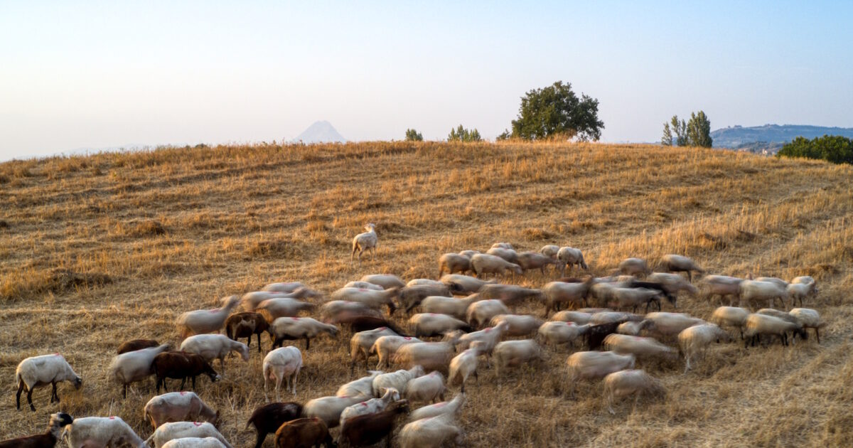 1776362724 aigoprovata eurokinissi 1200x630.jpg