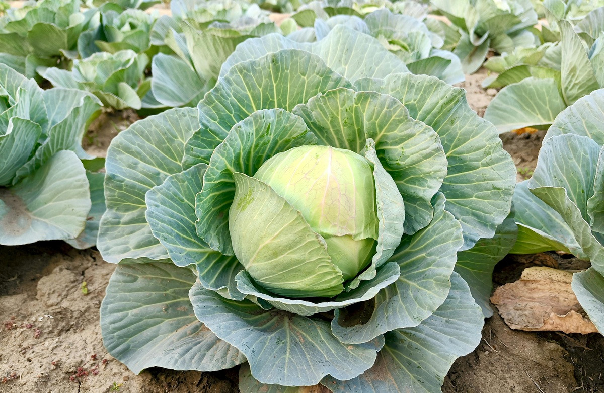 455214 lachano to ypotimimeno superfood pou axizei mia thesi sti diatrofi sas.jpg