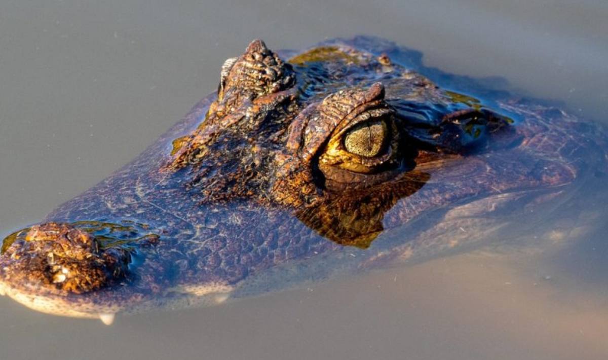 befunky collage234dfvsf 2026 04 21t103218.140.jpg