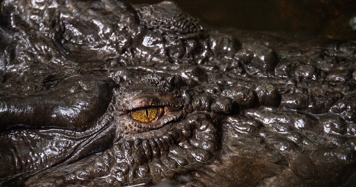crocodile 21042026 1200x630.jpg