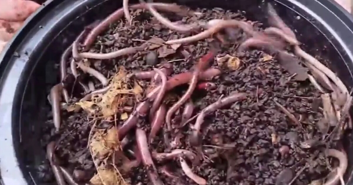 skoulikia 1200x630.jpg