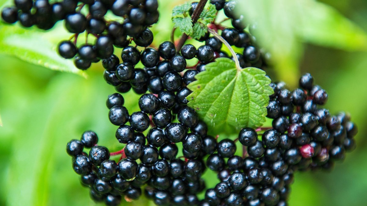 455429 ti boroun kai ti den boroun na kanoun ta elderberries gia tin ygeia sas.jpg
