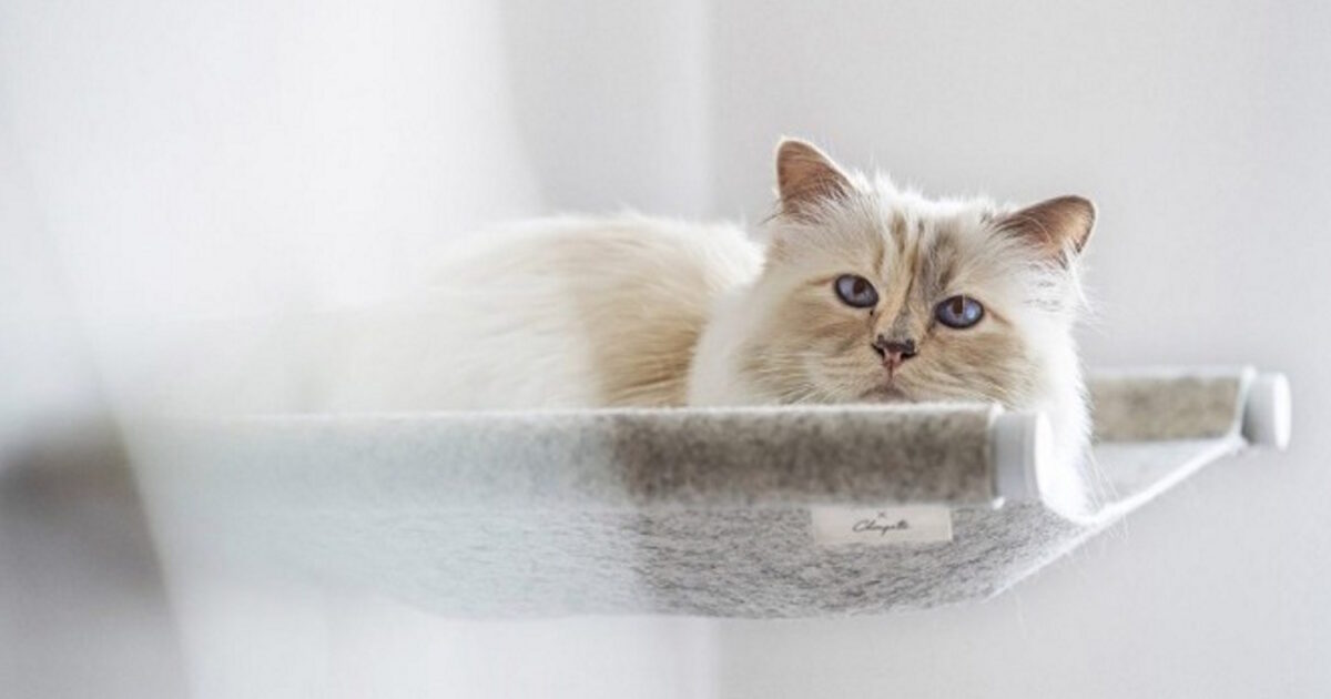 cat lagerfeld apempe 23 10 2020 1200x630.jpg