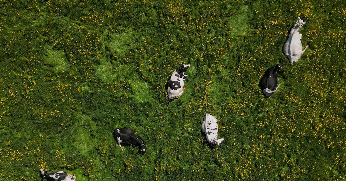 cows 18052026 1200x630.jpg
