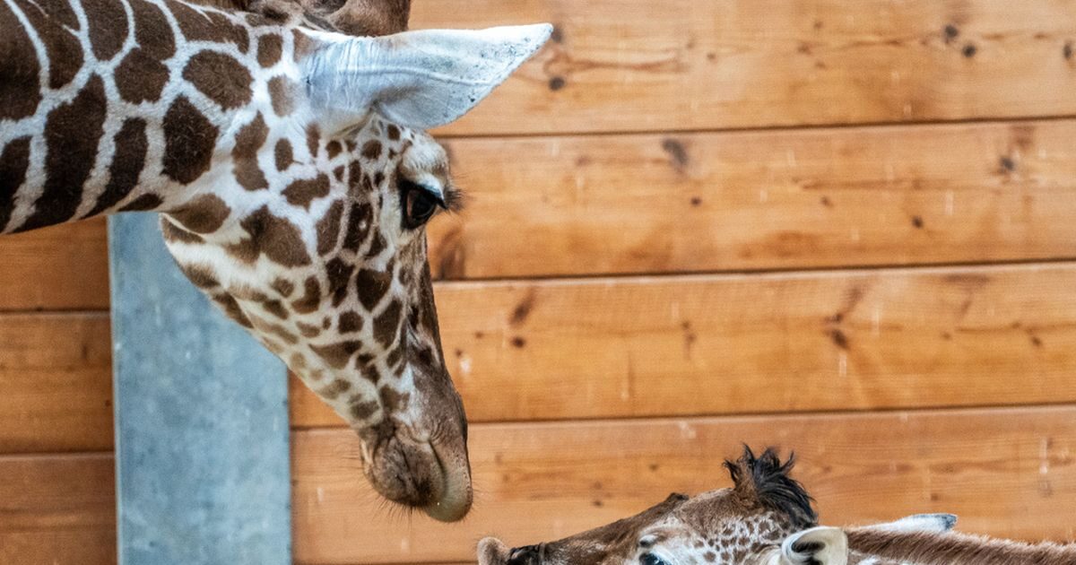 giraffe 1200x630.jpg