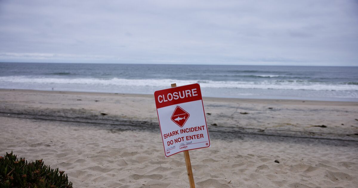 shark attack reuters 1200x630.jpg