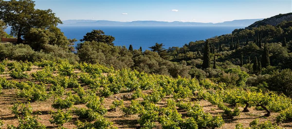 8 vineyards 800x.jpg