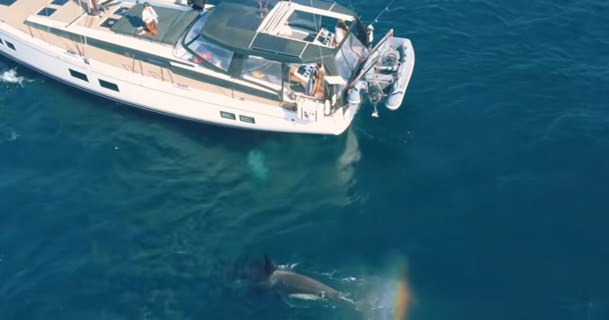 orcas 1200x630.jpg