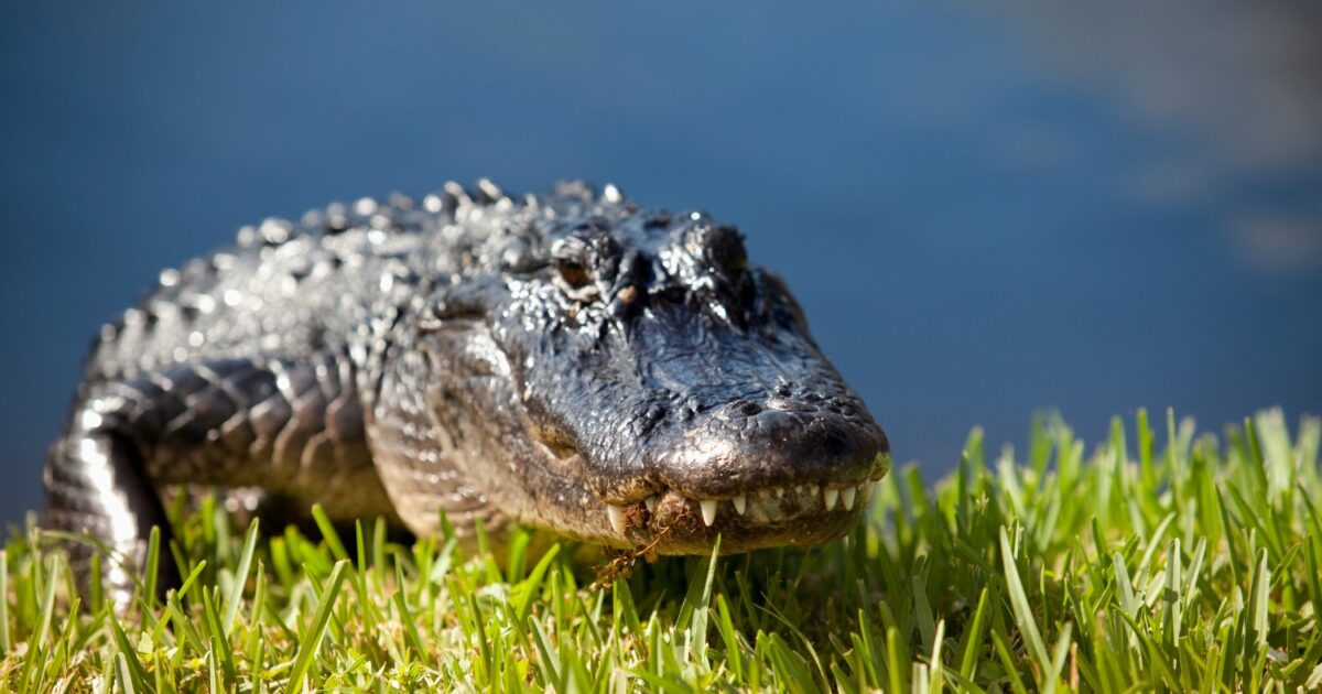 aligatoras istock 1200x630.jpg