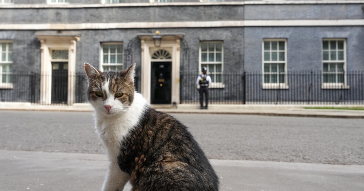 chief mouser associated 1200x630.jpg
