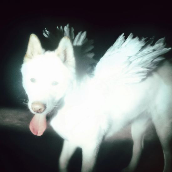 fat dog cover.jpg