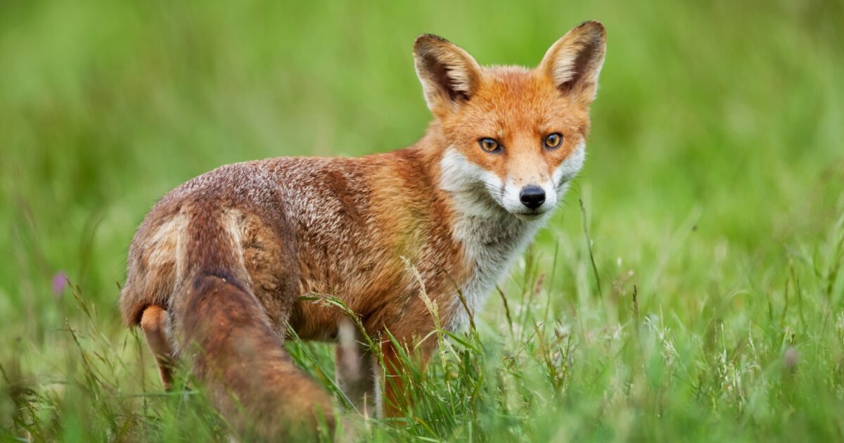 alepou fox istock 1 1200x630.jpg
