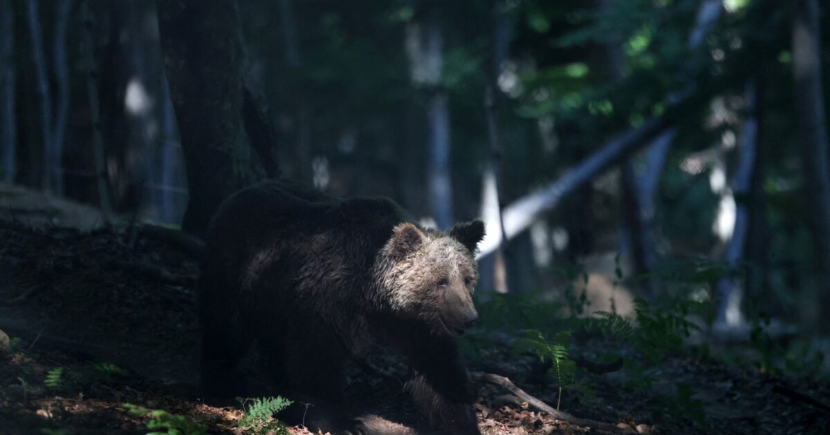 bear 1200x630.jpg