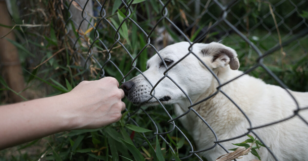 dog r 1200x630.jpg