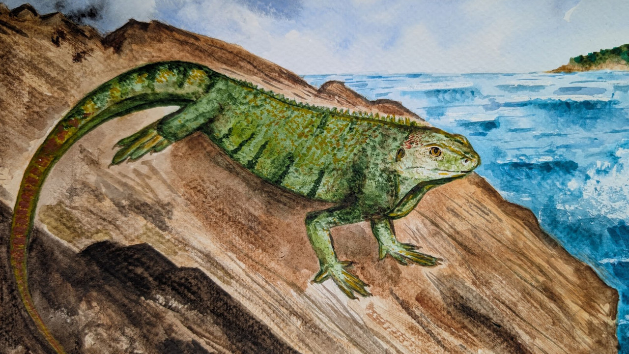 iguana balkanatolia ape.jpg