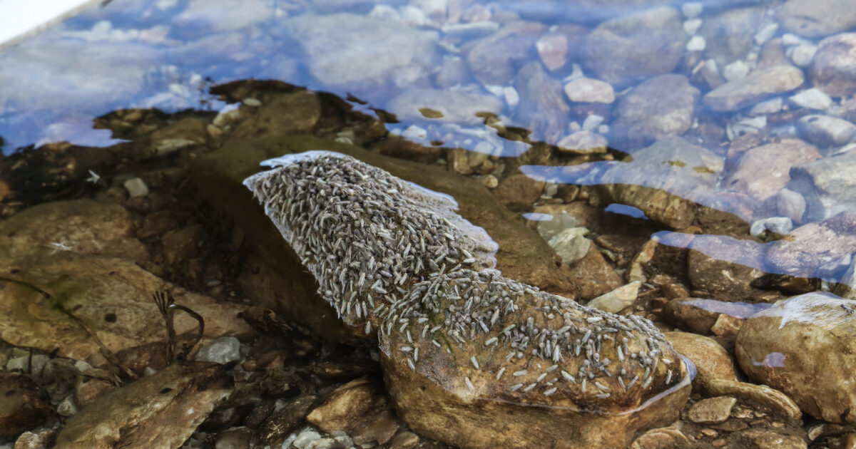 kounoupia 2 1200x630.jpg