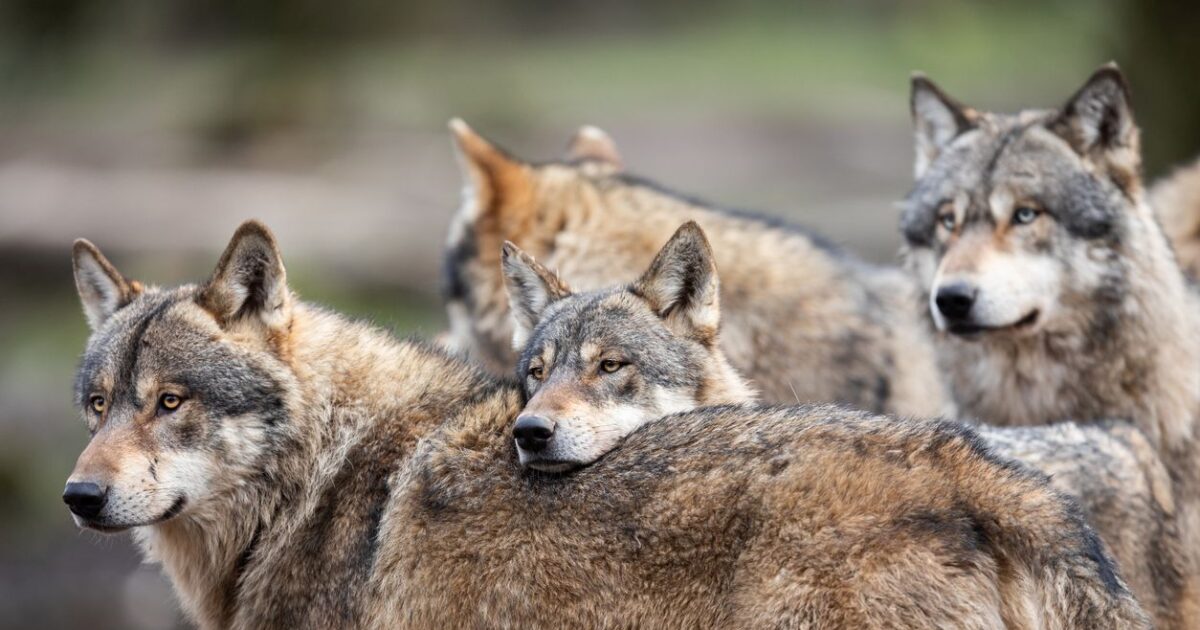 wolfs 1200x630.jpg