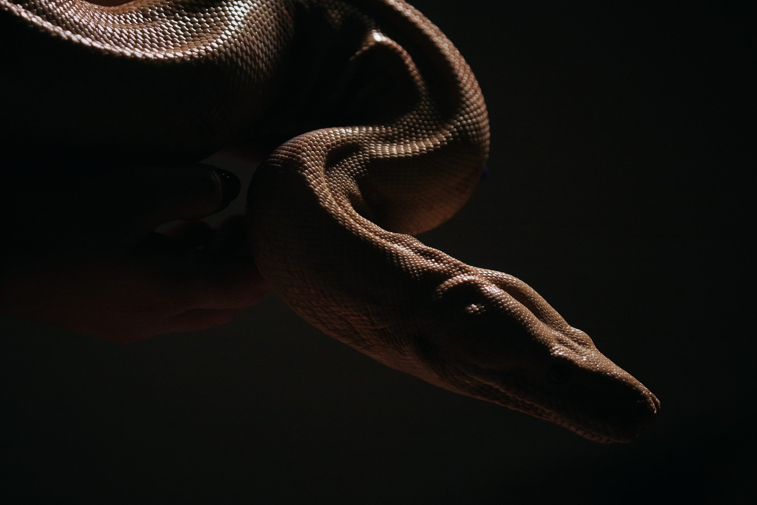 ap26244696133923 scaled.jpg