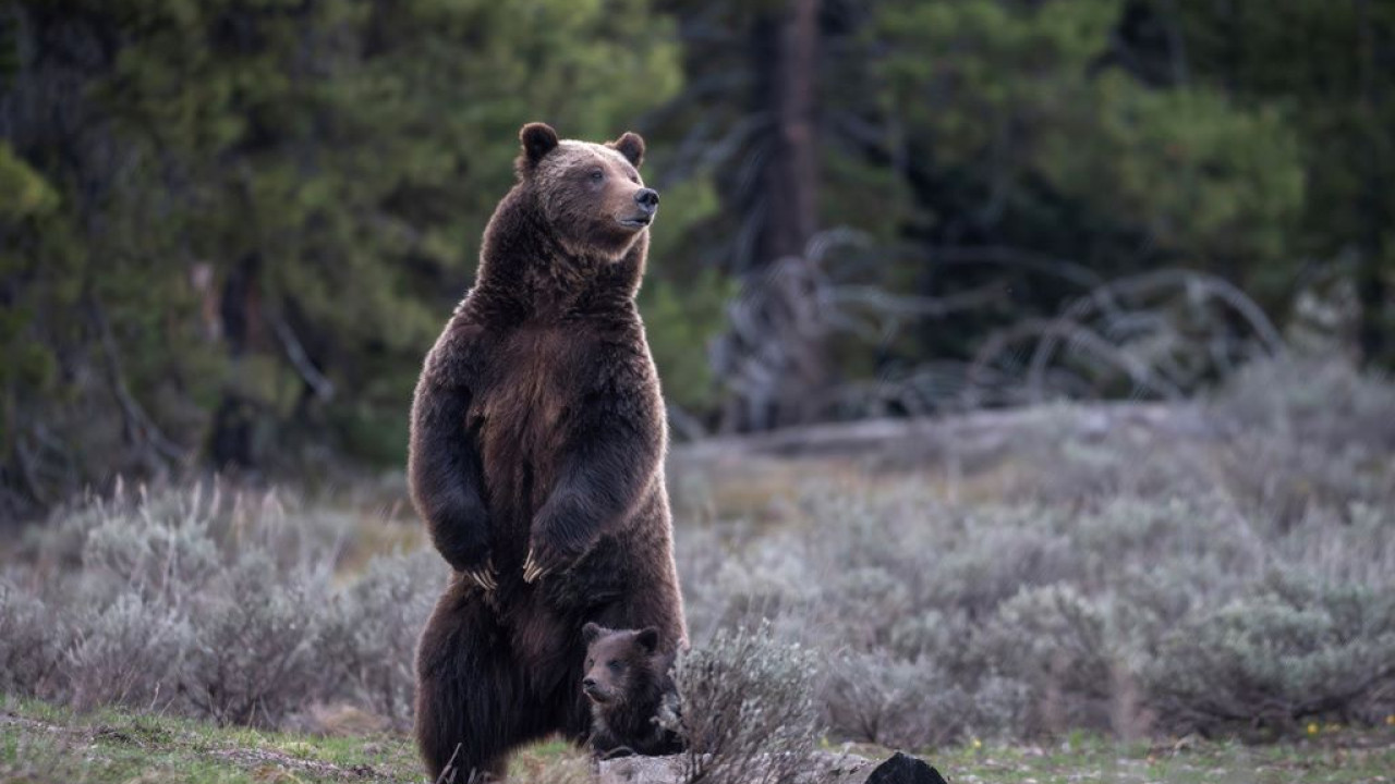 ap arkouda grizzly bear.jpg