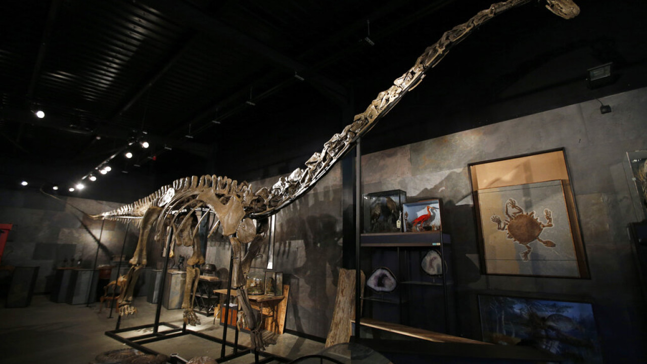 diplodocus ap.jpg