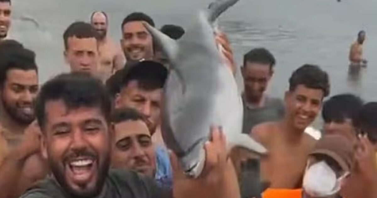 dolphin 1200x630.jpg