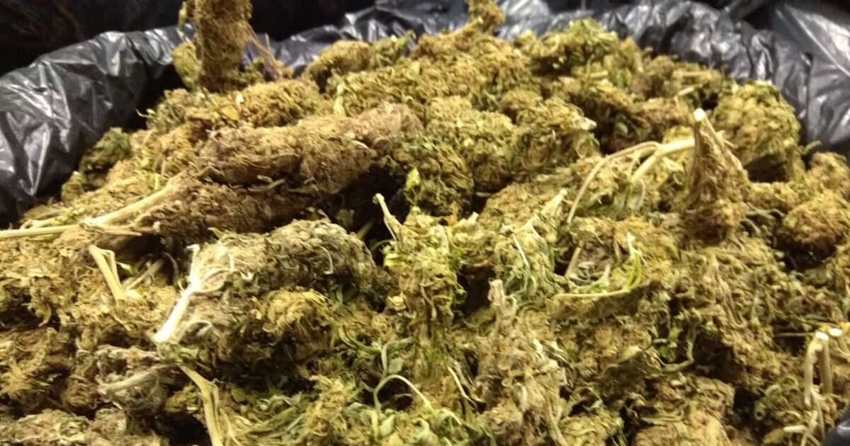 kannabis 1200x630.jpg