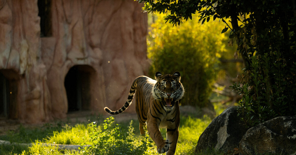 tigris 1 1200x630.jpg